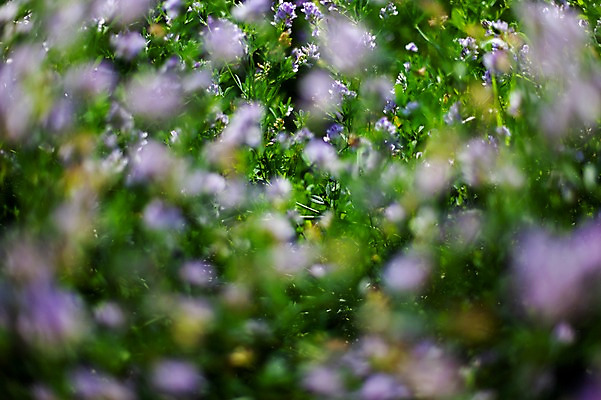 포토 JPG 주간 꽃밭 봄꽃 사람없음 야외 아웃포커스 봄풍경 봄 판교 자주개자리 국내포토 자연요소 계절 꽃 촬영기법 풍경 분당 파일형식