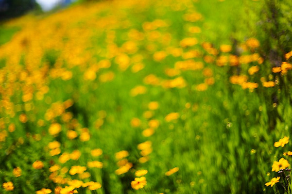 포토 JPG 주간 꽃밭 봄꽃 사람없음 야외 아웃포커스 봄풍경 봄 금계국 판교 국내포토 자연요소 계절 꽃 촬영기법 풍경 분당 파일형식
