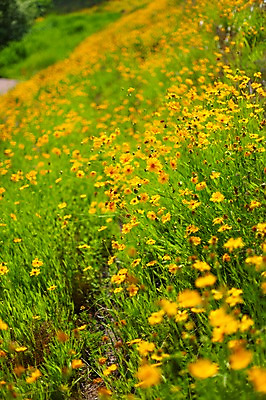 포토 JPG 주간 꽃밭 봄꽃 사람없음 야외 아웃포커스 봄풍경 봄 금계국 판교 국내포토 자연요소 계절 꽃 촬영기법 풍경 분당 파일형식
