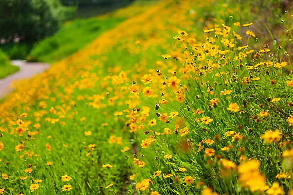포토 JPG 주간 꽃밭 봄꽃 사람없음 야외 아웃포커스 봄풍경 봄 금계국 판교 국내포토 자연요소 계절 꽃 촬영기법 풍경 분당 파일형식