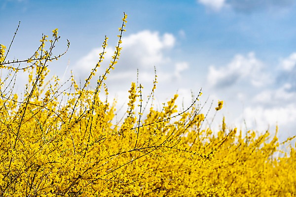 포토 JPG 주간 구름 꽃밭 봄꽃 하늘 사람없음 야외 아웃포커스 봄풍경 봄 개나리 양평 국내포토 자연요소 계절 꽃 촬영기법 풍경 경기도 파일형식