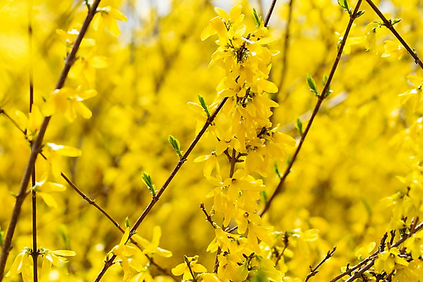 포토 JPG 주간 꽃밭 봄꽃 사람없음 야외 아웃포커스 봄풍경 봄 개나리 양평 국내포토 자연요소 계절 꽃 촬영기법 풍경 경기도 파일형식