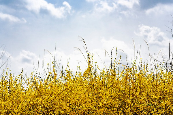 포토 JPG 주간 구름 꽃밭 봄꽃 하늘 사람없음 야외 아웃포커스 봄풍경 봄 개나리 양평 국내포토 자연요소 계절 꽃 촬영기법 풍경 경기도 파일형식