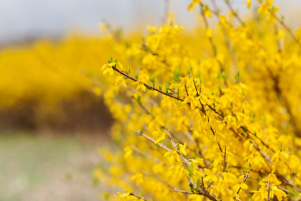 포토 JPG 주간 꽃밭 봄꽃 사람없음 야외 아웃포커스 봄풍경 봄 개나리 양평 국내포토 자연요소 계절 꽃 촬영기법 풍경 경기도 파일형식