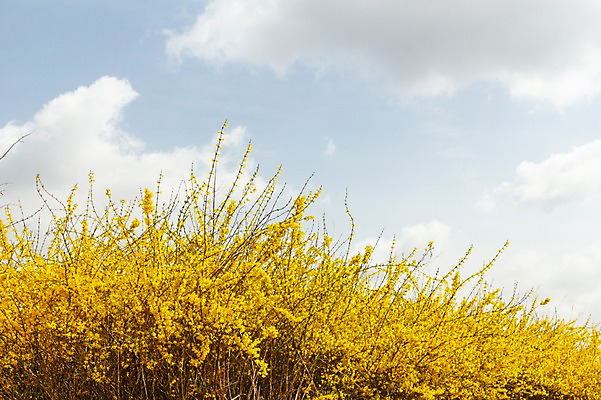 포토 JPG 주간 구름 봄꽃 하늘 사람없음 야외 봄풍경 봄 개나리 양평 국내포토 자연요소 계절 꽃 풍경 경기도 파일형식