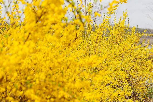 포토 JPG 주간 봄꽃 사람없음 야외 아웃포커스 봄풍경 봄 개나리 양평 국내포토 자연요소 계절 꽃 촬영기법 풍경 경기도 파일형식