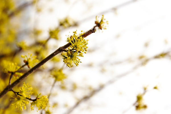 포토 JPG 주간 봄꽃 사람없음 야외 아웃포커스 봄풍경 봄 산수유 산수유나무 양평 국내포토 자연요소 나무 계절 꽃 촬영기법 풍경 경기도 파일형식