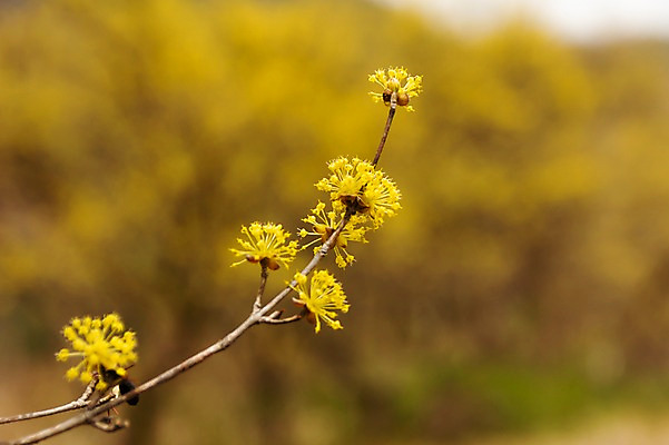 포토 JPG 주간 봄꽃 사람없음 야외 아웃포커스 봄풍경 봄 산수유 산수유나무 양평 국내포토 자연요소 나무 계절 꽃 촬영기법 풍경 경기도 파일형식