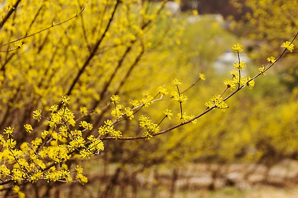 포토 JPG 주간 봄꽃 사람없음 야외 아웃포커스 봄풍경 봄 산수유 산수유나무 양평 국내포토 자연요소 나무 계절 꽃 촬영기법 풍경 경기도 파일형식