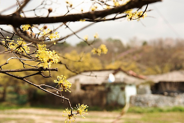 포토 JPG 주간 봄꽃 사람없음 야외 아웃포커스 봄풍경 봄 산수유 산수유나무 양평 국내포토 자연요소 나무 계절 꽃 촬영기법 풍경 경기도 파일형식