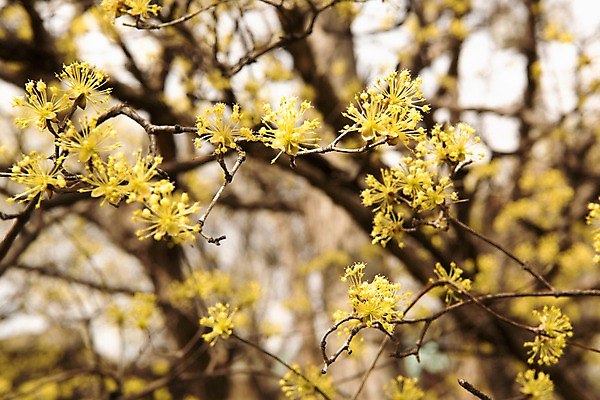 포토 JPG 주간 봄꽃 사람없음 야외 아웃포커스 봄풍경 봄 산수유 산수유나무 양평 국내포토 자연요소 나무 계절 꽃 촬영기법 풍경 경기도 파일형식