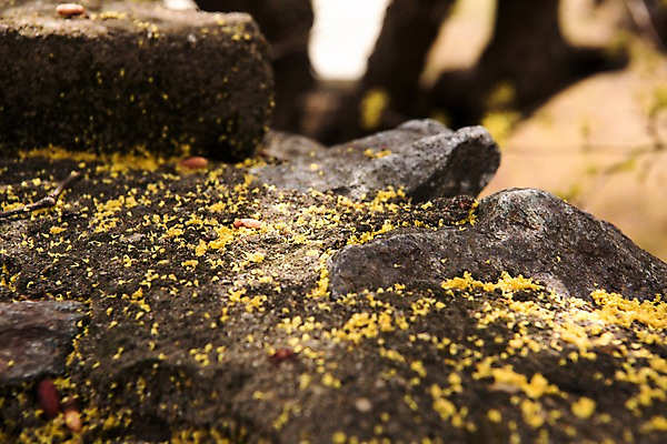 포토 JPG 주간 봄꽃 사람없음 야외 아웃포커스 봄풍경 봄 산수유 산수유나무 양평 국내포토 자연요소 나무 계절 꽃 촬영기법 풍경 경기도 파일형식