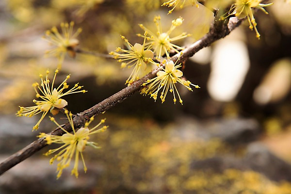 포토 JPG 주간 봄꽃 사람없음 야외 아웃포커스 봄풍경 봄 산수유 산수유나무 양평 국내포토 자연요소 나무 계절 꽃 촬영기법 풍경 경기도 파일형식