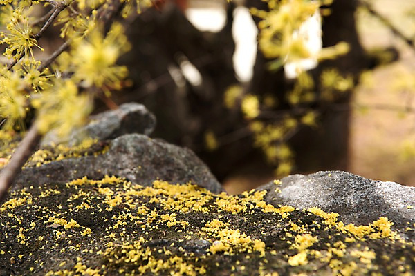 포토 JPG 주간 봄꽃 사람없음 야외 아웃포커스 봄풍경 봄 산수유 산수유나무 양평 국내포토 자연요소 나무 계절 꽃 촬영기법 풍경 경기도 파일형식