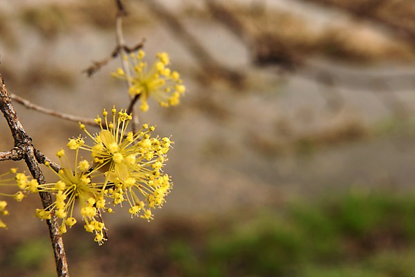 포토 JPG 주간 봄꽃 사람없음 야외 아웃포커스 봄풍경 봄 산수유 산수유나무 양평 국내포토 자연요소 나무 계절 꽃 촬영기법 풍경 경기도 파일형식