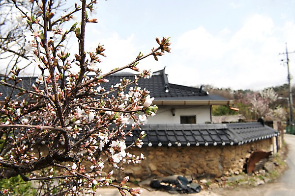 포토 JPG 주간 봄꽃 돌담 사람없음 야외 봄풍경 봄 벚꽃 벚나무 양평 국내포토 자연요소 나무 계절 꽃 풍경 담장 돌_바위 경기도 파일형식