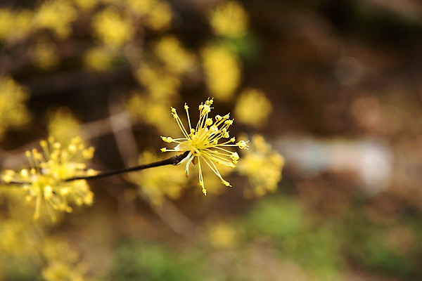 포토 JPG 주간 봄꽃 사람없음 야외 아웃포커스 봄풍경 봄 산수유 산수유나무 양평 국내포토 자연요소 나무 계절 꽃 촬영기법 풍경 경기도 파일형식