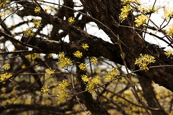 포토 JPG 주간 봄꽃 사람없음 야외 아웃포커스 봄풍경 봄 산수유 산수유나무 양평 국내포토 자연요소 나무 계절 꽃 촬영기법 풍경 경기도 파일형식