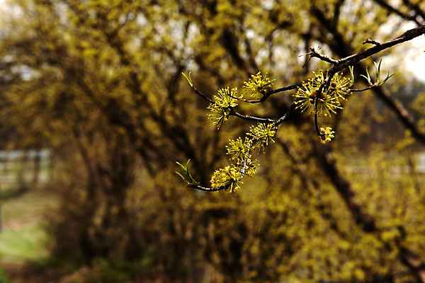 포토 JPG 주간 봄꽃 사람없음 야외 아웃포커스 봄풍경 봄 산수유 산수유나무 양평 국내포토 자연요소 나무 계절 꽃 촬영기법 풍경 경기도 파일형식
