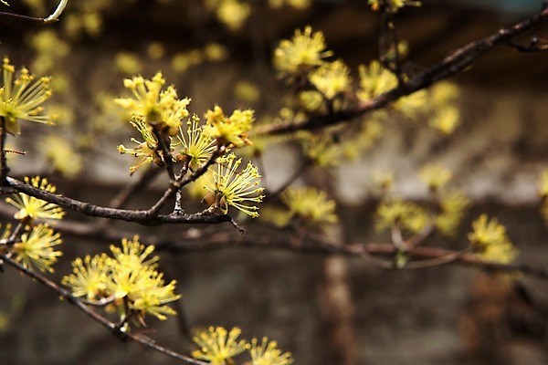 포토 JPG 주간 봄꽃 사람없음 야외 아웃포커스 봄풍경 봄 산수유 산수유나무 양평 국내포토 자연요소 나무 계절 꽃 촬영기법 풍경 경기도 파일형식