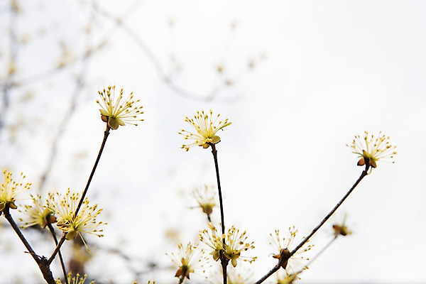 포토 JPG 주간 봄꽃 하늘 사람없음 야외 아웃포커스 봄풍경 봄 산수유 산수유나무 양평 국내포토 자연요소 나무 계절 꽃 촬영기법 풍경 경기도 파일형식