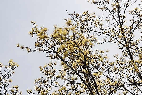 포토 JPG 주간 봄꽃 하늘 사람없음 야외 아웃포커스 봄풍경 봄 산수유 산수유나무 양평 국내포토 자연요소 나무 계절 꽃 촬영기법 풍경 경기도 파일형식