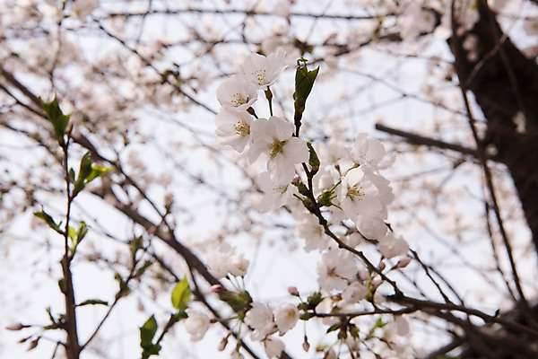 포토 JPG 주간 봄꽃 사람없음 야외 봄풍경 봄 벚꽃 벚나무 판교 국내포토 자연요소 나무 계절 꽃 풍경 분당 파일형식