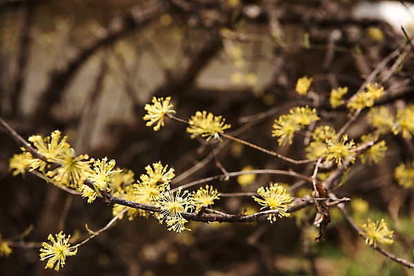 포토 JPG 주간 봄꽃 사람없음 야외 아웃포커스 봄풍경 봄 산수유 산수유나무 양평 국내포토 자연요소 나무 계절 꽃 촬영기법 풍경 경기도 파일형식