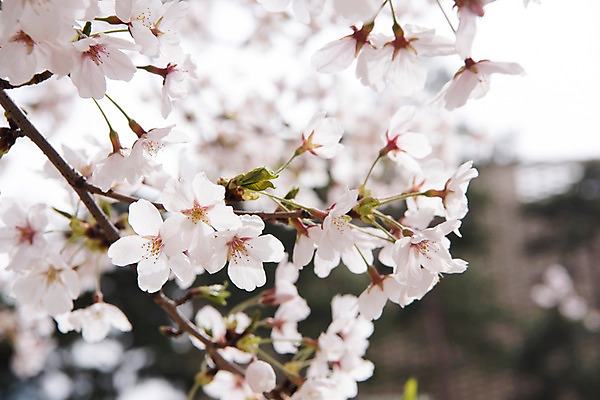 포토 JPG 주간 봄꽃 사람없음 야외 아웃포커스 봄풍경 봄 벚꽃 벚나무 판교 국내포토 자연요소 나무 계절 꽃 촬영기법 풍경 분당 파일형식