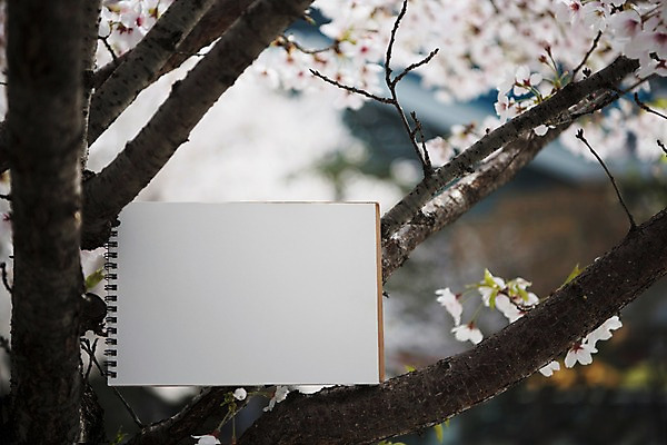 포토 JPG 주간 봄꽃 프레임 사람없음 야외 봄풍경 봄 벚꽃 벚나무 스프링노트 판교 국내포토 자연요소 나무 계절 꽃 풍경 공책 분당 파일형식