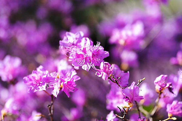 포토 JPG 주간 꽃 봄꽃 사람없음 야외 아웃포커스 봄풍경 봄 진달래 부천 국내포토 자연요소 식물 계절 촬영기법 풍경 경기도 파일형식