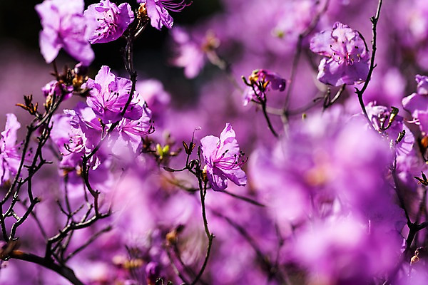 포토 JPG 주간 꽃 봄꽃 사람없음 야외 아웃포커스 봄풍경 봄 진달래 부천 국내포토 자연요소 식물 계절 촬영기법 풍경 경기도 파일형식
