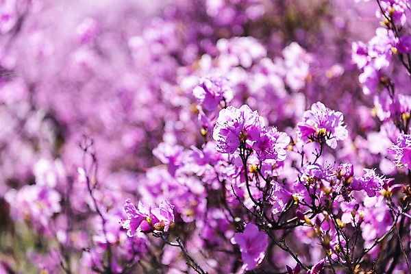 포토 JPG 주간 꽃 봄꽃 사람없음 야외 아웃포커스 봄풍경 봄 진달래 부천 국내포토 자연요소 식물 계절 촬영기법 풍경 경기도 파일형식