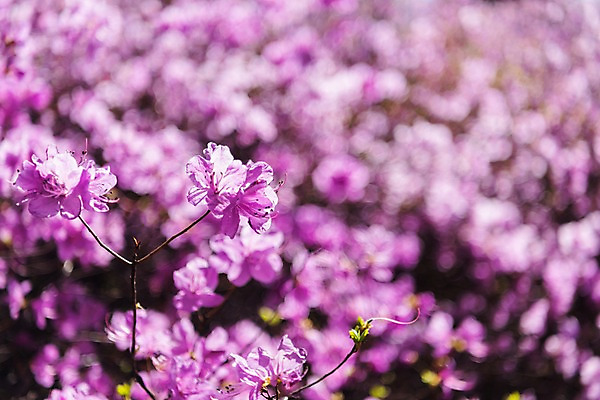 포토 JPG 주간 꽃 봄꽃 사람없음 야외 아웃포커스 봄풍경 봄 진달래 부천 국내포토 자연요소 식물 계절 촬영기법 풍경 경기도 파일형식