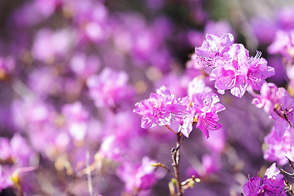 포토 JPG 주간 꽃 봄꽃 사람없음 야외 아웃포커스 봄풍경 봄 진달래 부천 국내포토 자연요소 식물 계절 촬영기법 풍경 경기도 파일형식