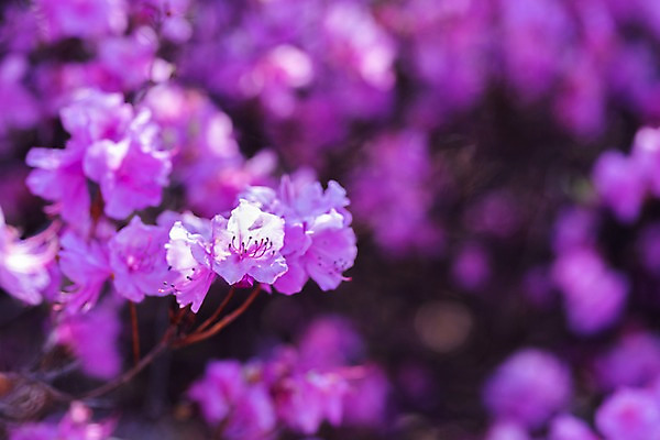 포토 JPG 주간 꽃 봄꽃 사람없음 야외 아웃포커스 봄풍경 봄 진달래 부천 국내포토 자연요소 식물 계절 촬영기법 풍경 경기도 파일형식