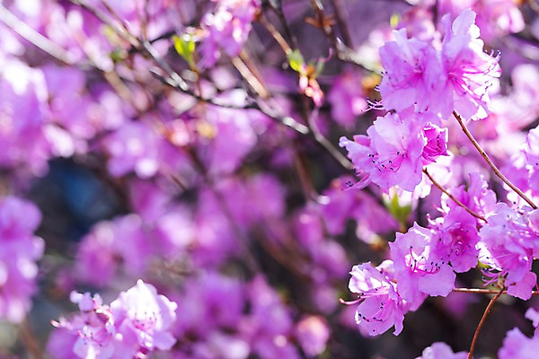 포토 JPG 주간 꽃 봄꽃 사람없음 야외 아웃포커스 봄풍경 봄 진달래 부천 국내포토 자연요소 식물 계절 촬영기법 풍경 경기도 파일형식