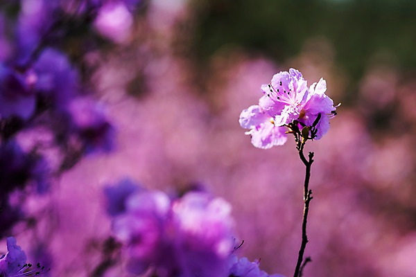 포토 JPG 주간 꽃 봄꽃 사람없음 야외 아웃포커스 봄풍경 봄 진달래 부천 국내포토 자연요소 식물 계절 촬영기법 풍경 경기도 파일형식