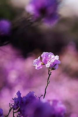 포토 JPG 주간 꽃 봄꽃 사람없음 야외 아웃포커스 봄풍경 봄 진달래 부천 국내포토 자연요소 식물 계절 촬영기법 풍경 경기도 파일형식