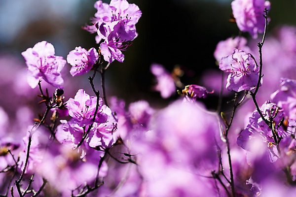 포토 JPG 주간 꽃 봄꽃 사람없음 야외 아웃포커스 봄풍경 봄 진달래 부천 국내포토 자연요소 식물 계절 촬영기법 풍경 경기도 파일형식