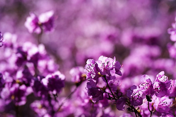 포토 JPG 주간 꽃 봄꽃 사람없음 야외 아웃포커스 봄풍경 봄 진달래 부천 국내포토 자연요소 식물 계절 촬영기법 풍경 경기도 파일형식