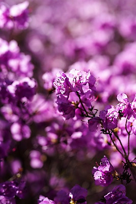 포토 JPG 주간 꽃 봄꽃 사람없음 야외 아웃포커스 봄풍경 봄 진달래 부천 국내포토 자연요소 식물 계절 촬영기법 풍경 경기도 파일형식