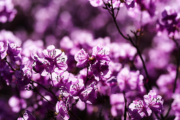 포토 JPG 주간 꽃 봄꽃 사람없음 야외 아웃포커스 봄풍경 봄 진달래 부천 국내포토 자연요소 식물 계절 촬영기법 풍경 경기도 파일형식