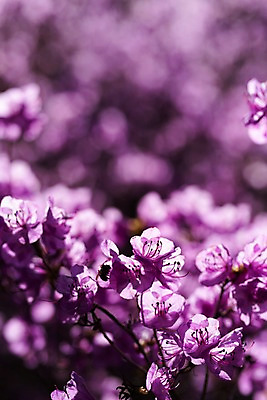 포토 JPG 주간 꽃 봄꽃 사람없음 야외 아웃포커스 봄풍경 봄 진달래 부천 국내포토 자연요소 식물 계절 촬영기법 풍경 경기도 파일형식