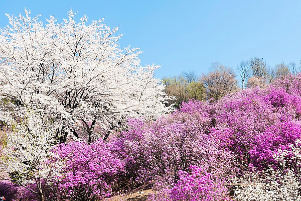 포토 JPG 주간 꽃 봄꽃 하늘 사람없음 야외 봄풍경 봄 벚꽃 벚나무 진달래 부천 국내포토 자연요소 나무 식물 계절 풍경 경기도 파일형식