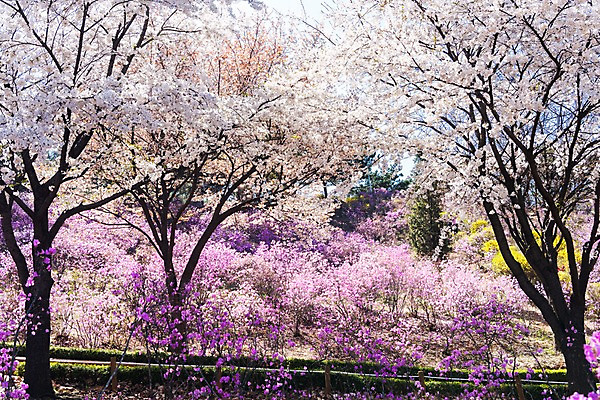 포토 JPG 주간 꽃 봄꽃 사람없음 야외 봄풍경 봄 벚꽃 벚나무 진달래 부천 국내포토 자연요소 나무 식물 계절 풍경 경기도 파일형식