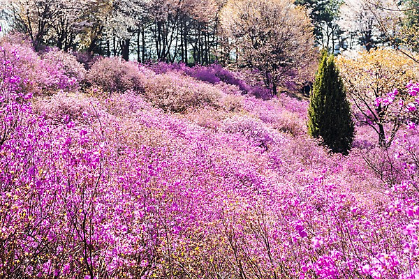 포토 JPG 주간 꽃 봄꽃 사람없음 야외 봄풍경 봄 진달래 부천 국내포토 자연요소 식물 계절 풍경 경기도 파일형식