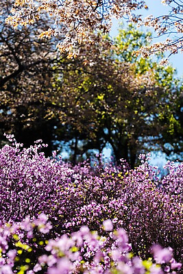 포토 JPG 주간 꽃 봄꽃 사람없음 야외 아웃포커스 봄풍경 봄 진달래 부천 국내포토 자연요소 식물 계절 촬영기법 풍경 경기도 파일형식