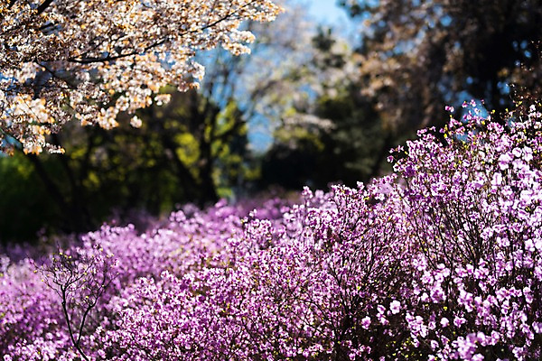 포토 JPG 주간 꽃 봄꽃 사람없음 야외 봄풍경 봄 진달래 부천 국내포토 자연요소 식물 계절 풍경 경기도 파일형식