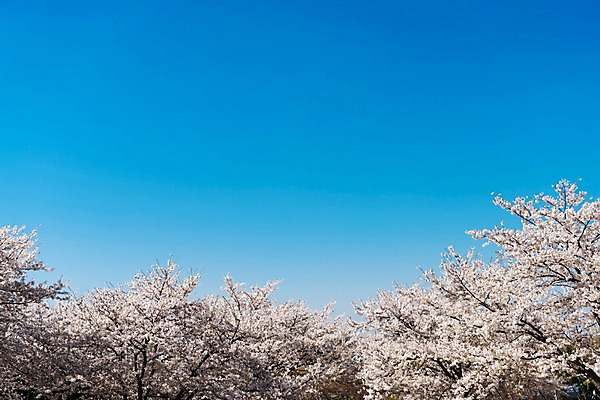 포토 JPG 주간 꽃 봄꽃 하늘 사람없음 야외 봄풍경 봄 벚꽃 벚나무 부천 국내포토 자연요소 나무 식물 계절 풍경 경기도 파일형식